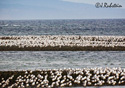 Larus occidentalus